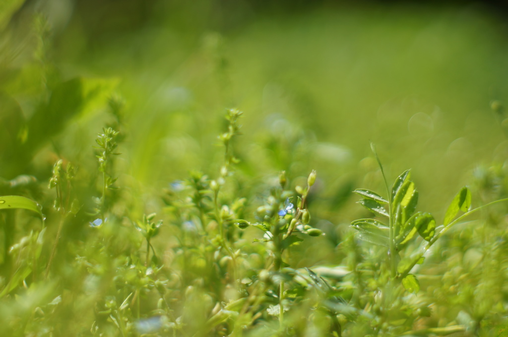 雨上がりの草の匂い