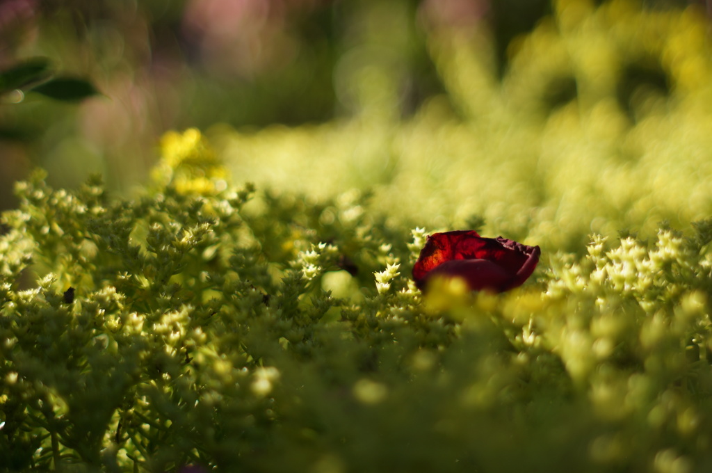 ルビー色の花びら