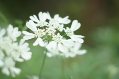 ハートの花びらに囲まれて