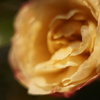 夕陽の色を、その花びらに閉じ込めて。