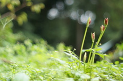 天上の花咲く頃