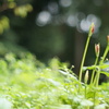 天上の花咲く頃