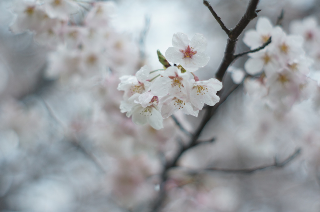 朝桜 -ｱｻｻﾞｸﾗ-