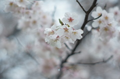 朝桜 -ｱｻｻﾞｸﾗ-
