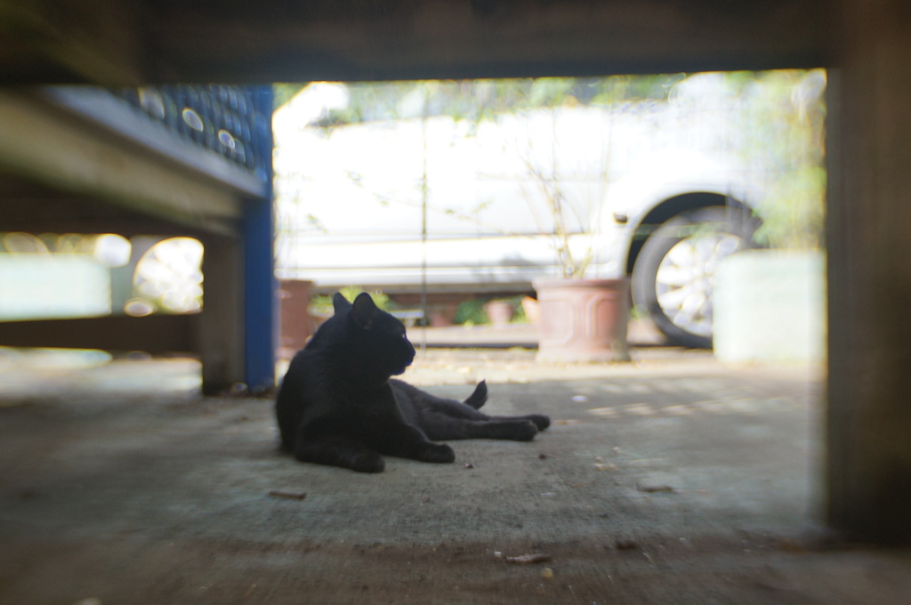 あんなところに、猫 発見っ!!!