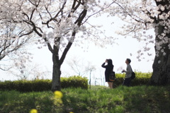 君と見上げた桜空