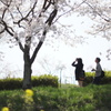 君と見上げた桜空