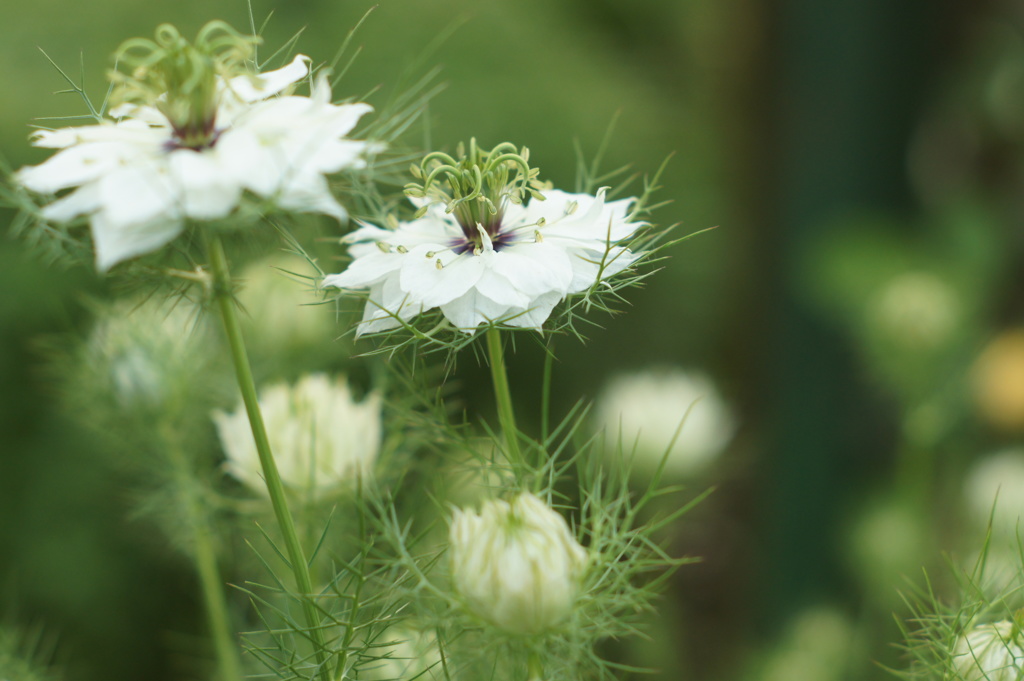 この花の、本当の名前は知らないけど・・・。