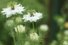 この花の、本当の名前は知らないけど・・・。