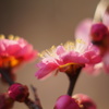 春は、光のティアラで‥‥
