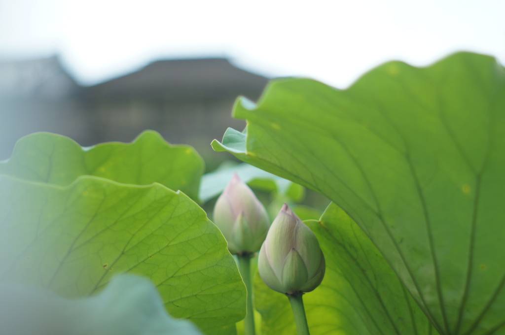 花開く日を待って