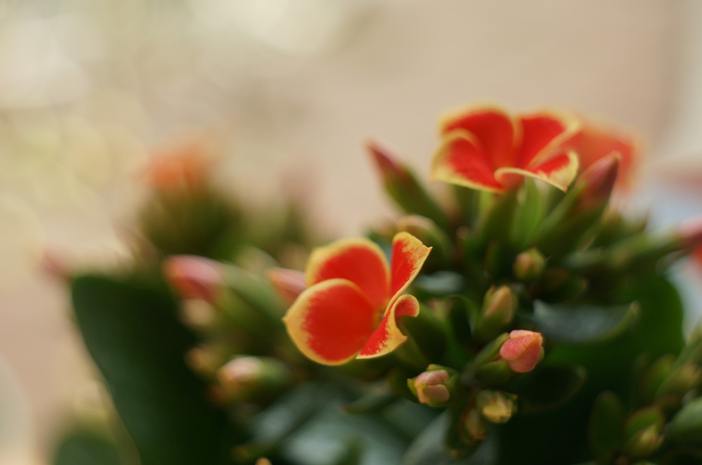 Kalanchoe　新色デビュー