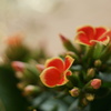 Kalanchoe　新色デビュー
