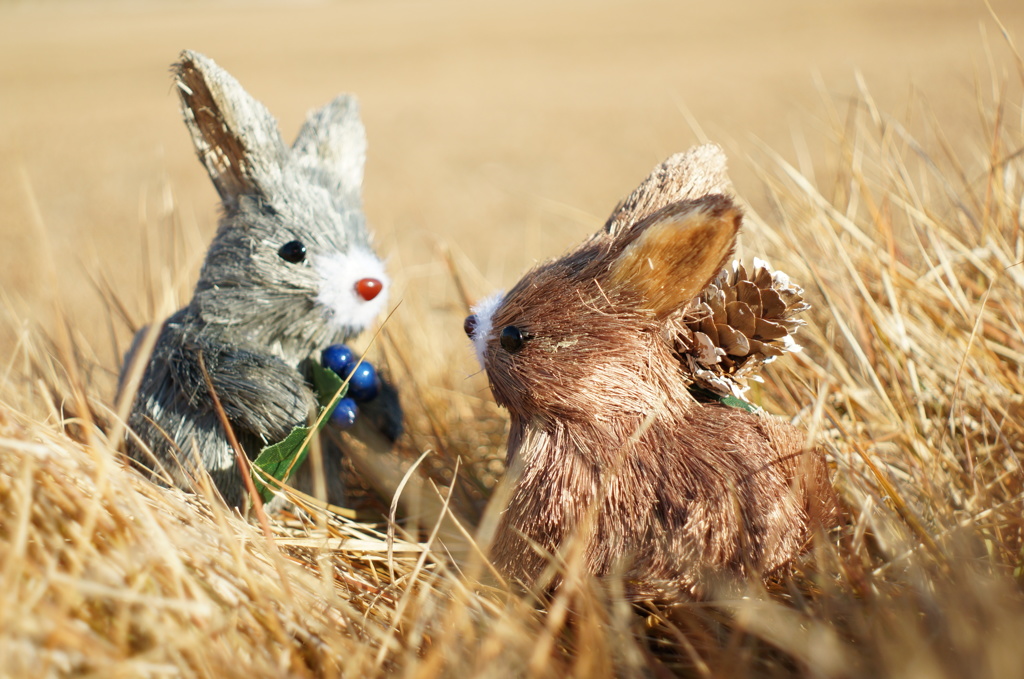 そして、いつも仲良しなウサちゃん達なのでしたー ( ´ ▽ ` )ﾉ
