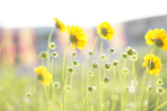 空き地に咲いた、陽だまり色の花。