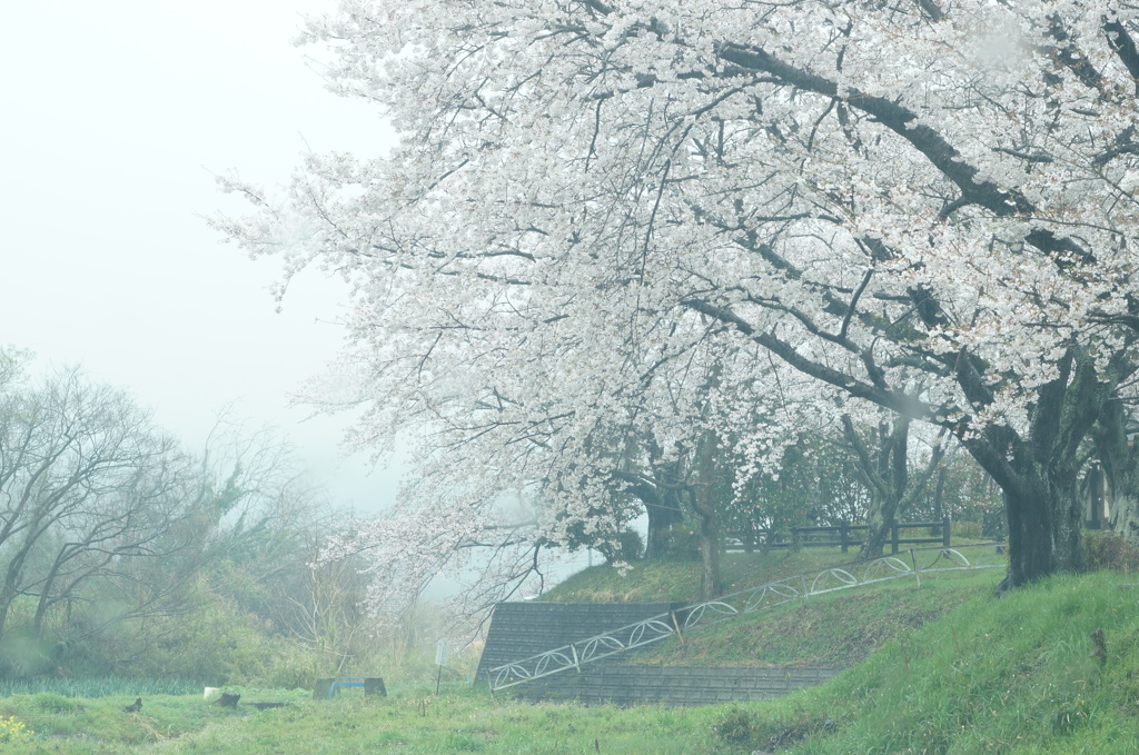 桜雨の情景