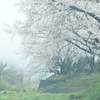 桜雨の情景