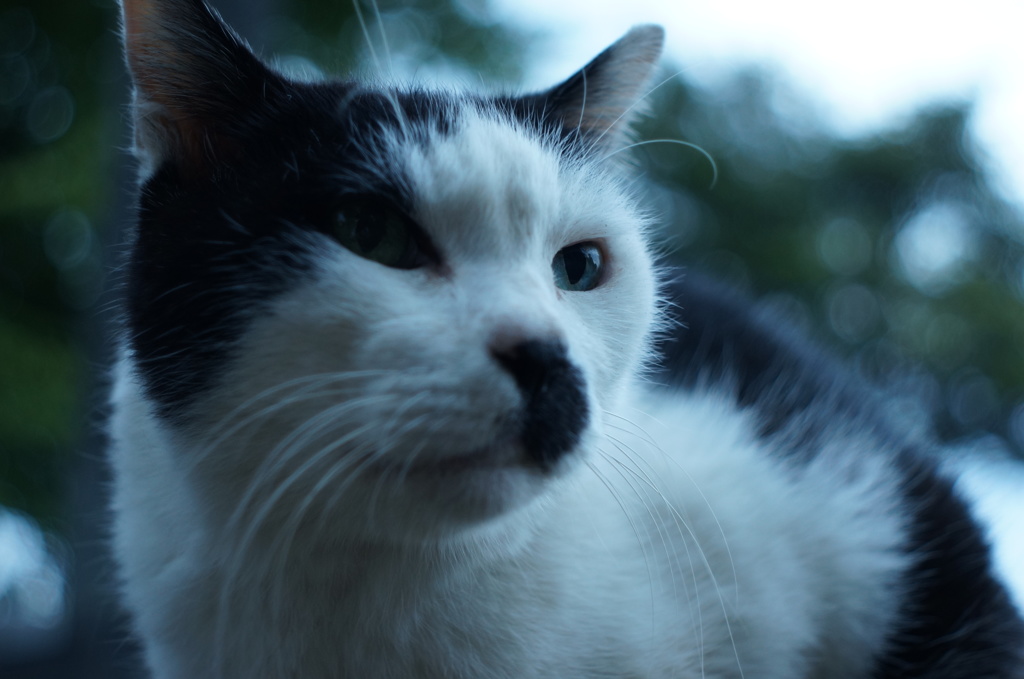 green eyes