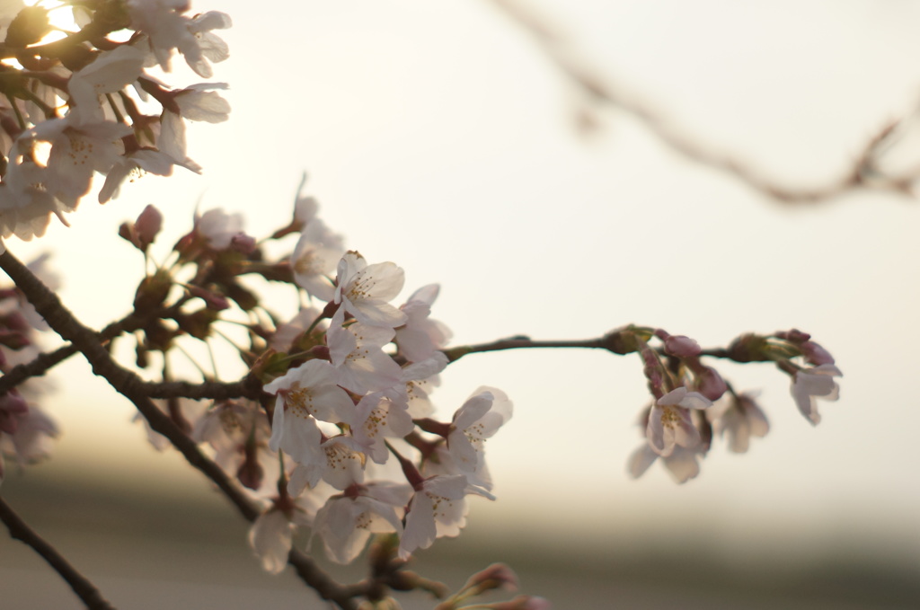 夕桜 -ﾕｳｻﾞｸﾗ-