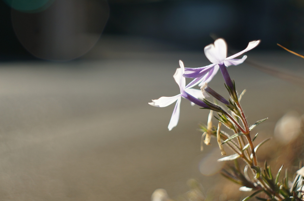 たとえ道隅の花に生まれようとも・・・