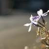たとえ道隅の花に生まれようとも・・・