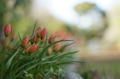 心に花を咲かせる準備