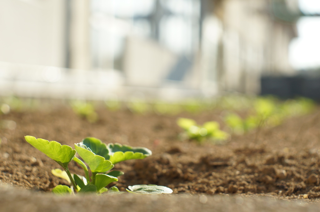 成長する過程　- 子供達を見守る植物たち -