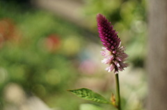 小さき野の花に癒される