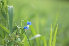 朝露に眩しい、その青き花。