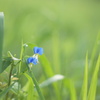 朝露に眩しい、その青き花。