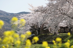 暖かな春の日に‥‥