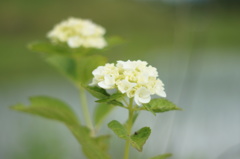 優しく、寄り添うように。