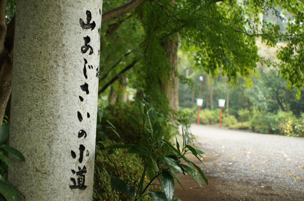 山あじさいの小道にて　-水戸八幡宮　2015/11/8 -