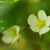バージニアイチゴの白い花