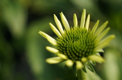 yellow &  green
