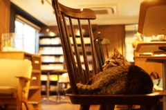 猫と椅子