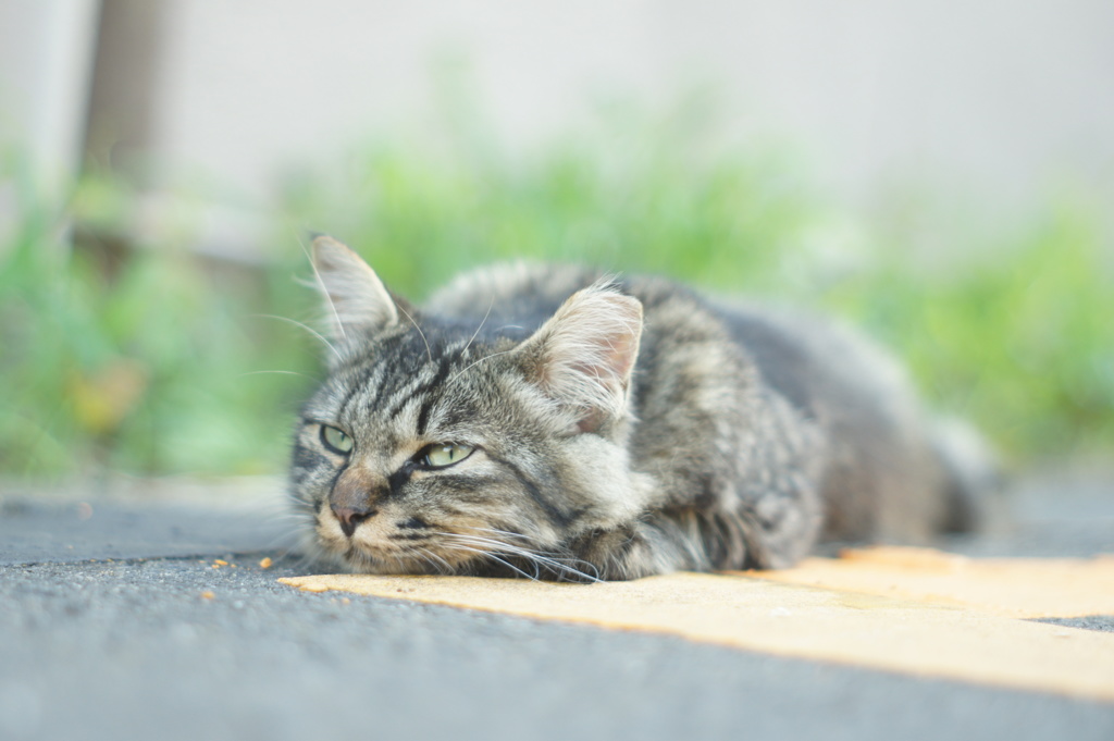 だってさぁ、退屈なんだもん。