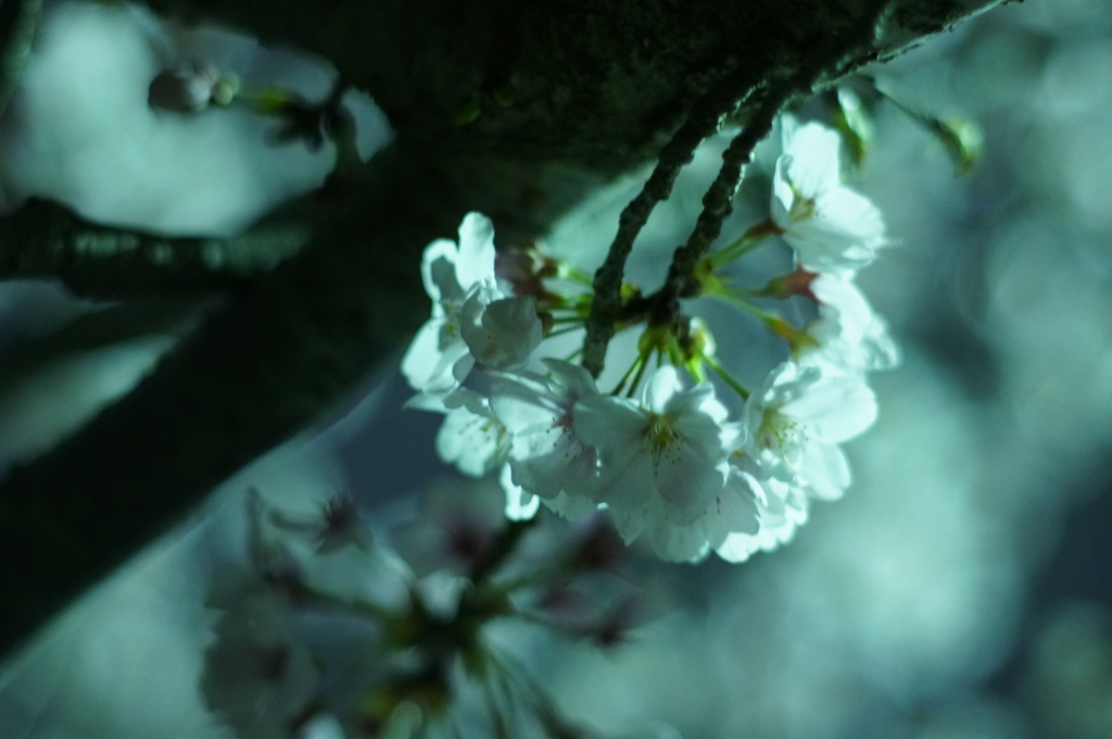 夜空に白く咲く花