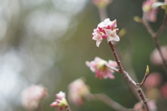 花びらのない花 