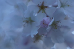 心まで、夜に埋もれて‥‥