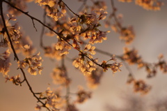 光の花になる