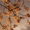 光の花になる
