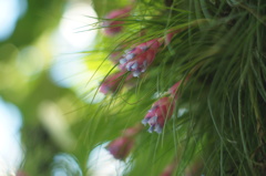 優しい花の歌が聞こえる