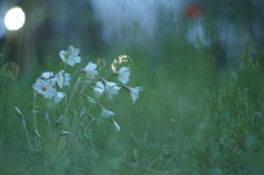 雨の声