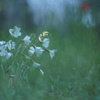 雨の声