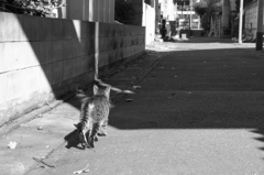 路地裏のネコ（１）