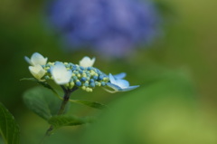 飛んでいけ‥‥  翼をつけた花になって。