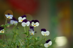 お茶目なお花たち