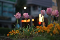 街角の花