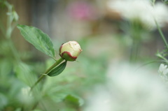 まるで、くちびるに紅をさしたように・・・